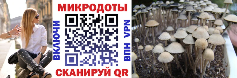 гидра ССЫЛКА  Эртиль  Псилоцибиновые грибы Psilocybine cubensis  где продают наркотики 